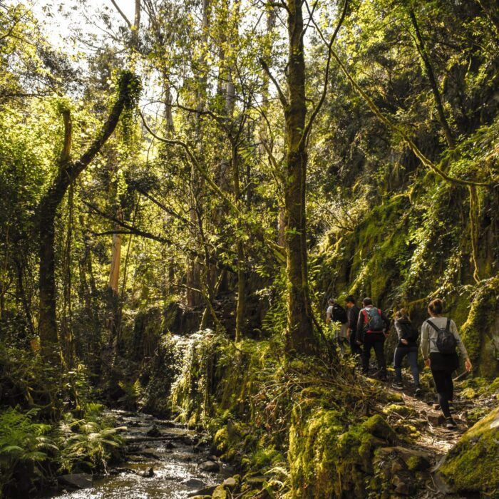 Sons e Silêncios da Floresta