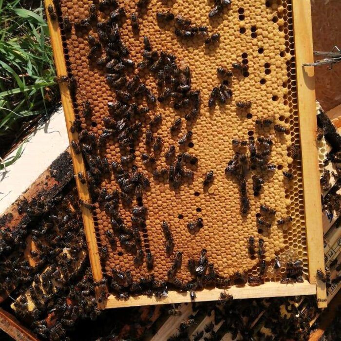 O Maravilhoso Mundo das Abelhas