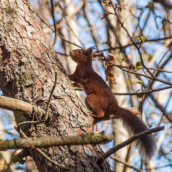 Veado Verde / Green Deer