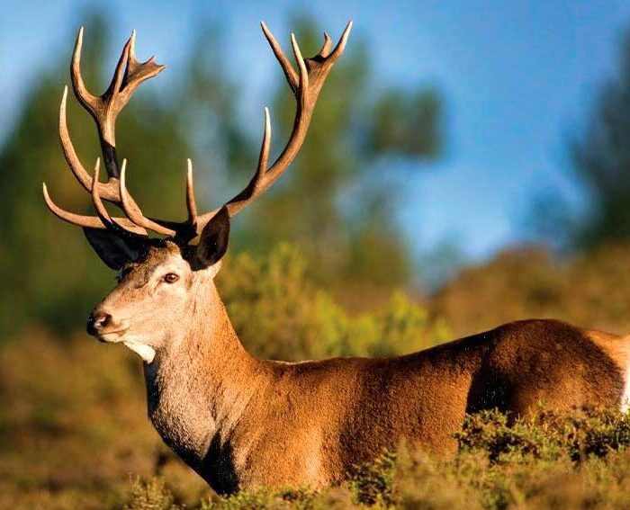 Vamos Fotografar os Veados